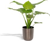 Alocasia Cucullata Met pot - Olifantsoor - 65cm hoog , 19Ø - Kamerplant