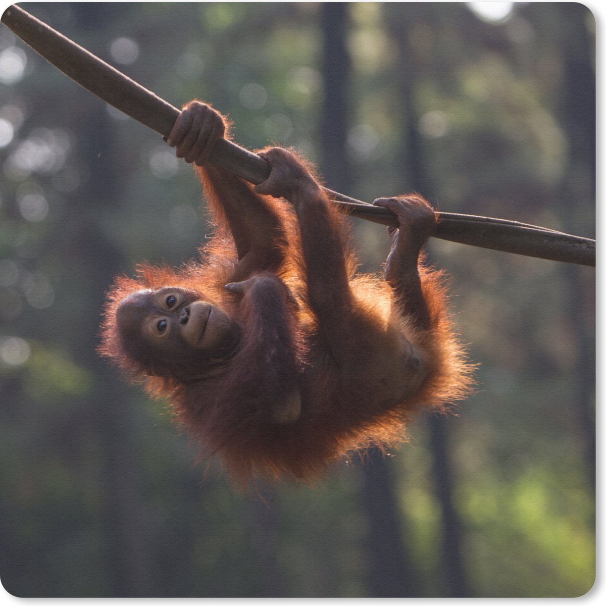 Muismat 20x20 cm - Mousepad Jonge orang-oetan hangend aan tak - Muismatten