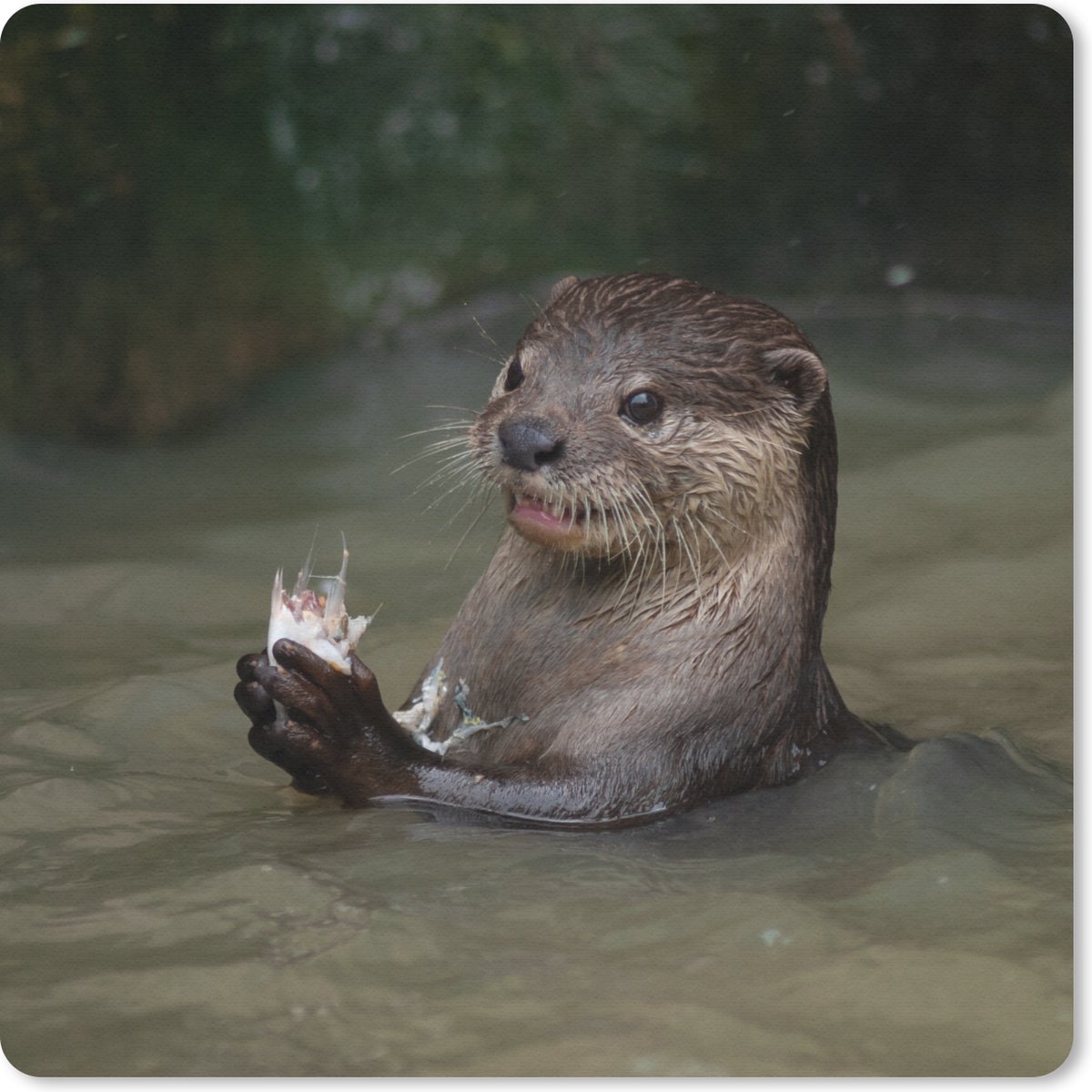 Muismat 20x20 cm - Mousepad Otter met voedsel in het water - Muismatten