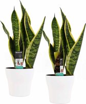 Duo Sansevieria Superba met Anna White potten ↨ 35cm - 2 stuks - hoge kwaliteit planten