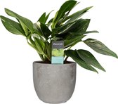 Philodendron Cobra Toef in Jimmy Keramiek ↨ 30cm - hoge kwaliteit planten