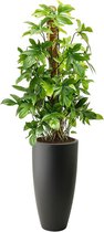 Philodendron Pedatum in Pure Soft antraciet | Philodendron