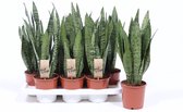 Kamerplanten van Botanicly – 4 × Vrouwentongen – Hoogte: 45 cm – Sansevieria Zeylanica