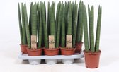 Kamerplanten van Botanicly – 4 × Vrouwentongen – Hoogte: 50 cm – Sansevieria Straight