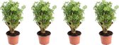 Kamerplanten van Botanicly – 4 × Polyscias – Hoogte: 30 cm – Polyscias Hawaiiana Ming