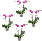 Orchideeën van Botanicly – 4 × Vlinder orchidee – Hoogte: 40 cm, 2 takken – Phalaenopsis Multiflora Anthura Morelia