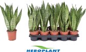 Kamerplanten van Botanicly – 4 × Vrouwentongen – Hoogte: 35 cm – Sansevieria Zeylanica