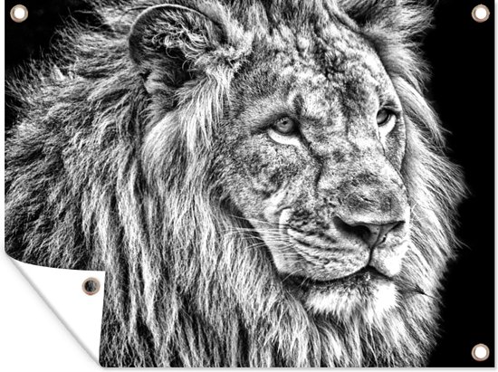 Affiche de jardin Lion en hiver 60x40 cm - Photo sur affiche de jardin / Peintures pour l'extérieur (décoration de jardin)