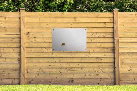 Affiche de jardin Souris devant un fond blanc toile en vrac 90x60 cm - Toile de jardin / Toile d'extérieur / Peintures d'extérieur (décoration de jardin)