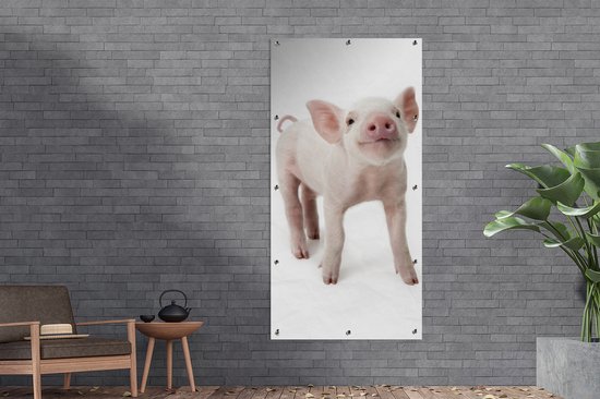 Affiche de clôture Cochon - Animaux - Wit - 100x200 cm - Toile de jardin