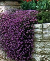 6 x Aubrieta Hybr. 'Cascade Purple' - Randjesbloem , Blauwkussen in pot 9 x 9 cm