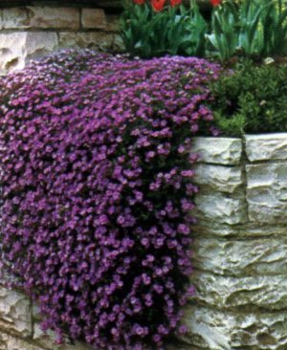 6 x Aubrieta Hybr. 'Cascade Purple' - Randjesbloem , Blauwkussen in pot 9 x 9 cm - Groendecor Tuinarchitectuur