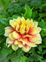 12x Dahlia 'Firefighter' - BULBi® bloembollen en planten met bloeigarantie