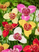 100x Tijgerbloem 'Tigridia pavonia gemengd' - BULBi® Bloembollen met bloeigarantie