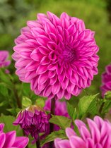 30x Dahlia 'Lucky number' - BULBi® Bloembollen met bloeigarantie