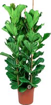 Ficus Lyrata straight | Vioolbladplant / Tabaksplant