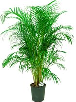 Areca Lutescens L | Goudpalm