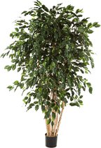 Ficus exotica Stam multi