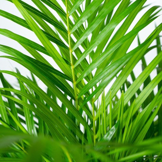 Areca Palm met metalen pot bruin - Goudpalm, Dypsis Lutescens - 120cm hoog,  ø21cm -... | bol.com