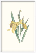Gele Iris (Yellow Iris) - Foto op Akoestisch paneel - 100 x 150 cm