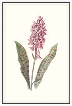 Orchis (Orchis) - Foto op Akoestisch paneel - 80 x 120 cm