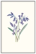 Hyacinthus (Hyacinth) - Foto op Akoestisch paneel - 100 x 150 cm