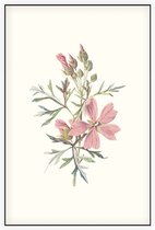 Muskuskaasjeskruid (Musk Mallow) - Foto op Akoestisch paneel - 80 x 120 cm