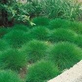 25 x Festuca Gautieri - Zwenkgras of Berenvel in 9x9cm pot met hoogte 5-10cm
