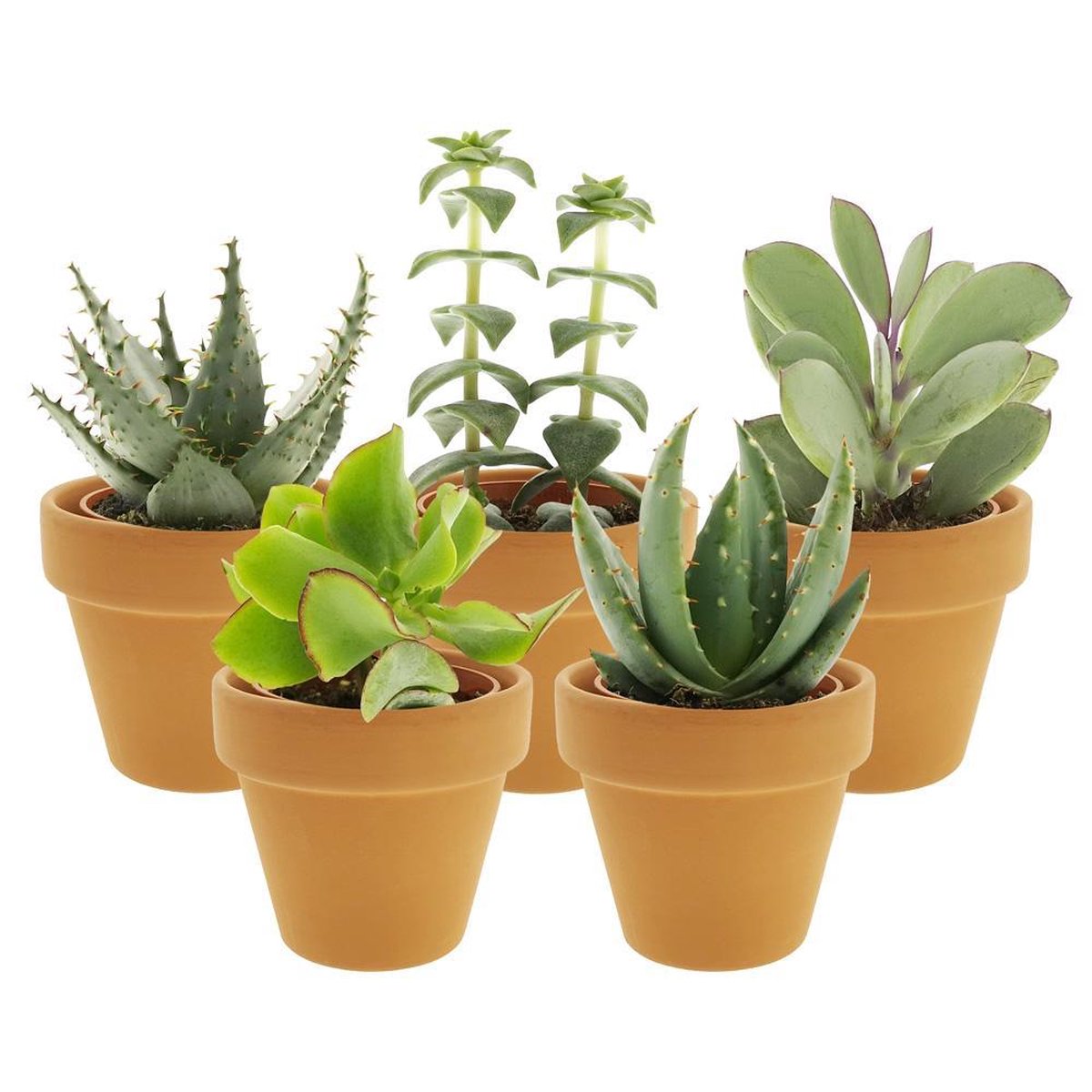 Desertworld Mini Vetplantjes in potjes - 5 stuks - Ø 6 cm - Hoogte 8-15 cm bol.com