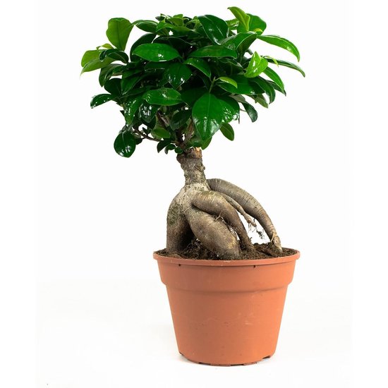 Bonsaïs de Botanicly – 2 × Bonsaï – Hauteur: 40 cm – Ficus Gin