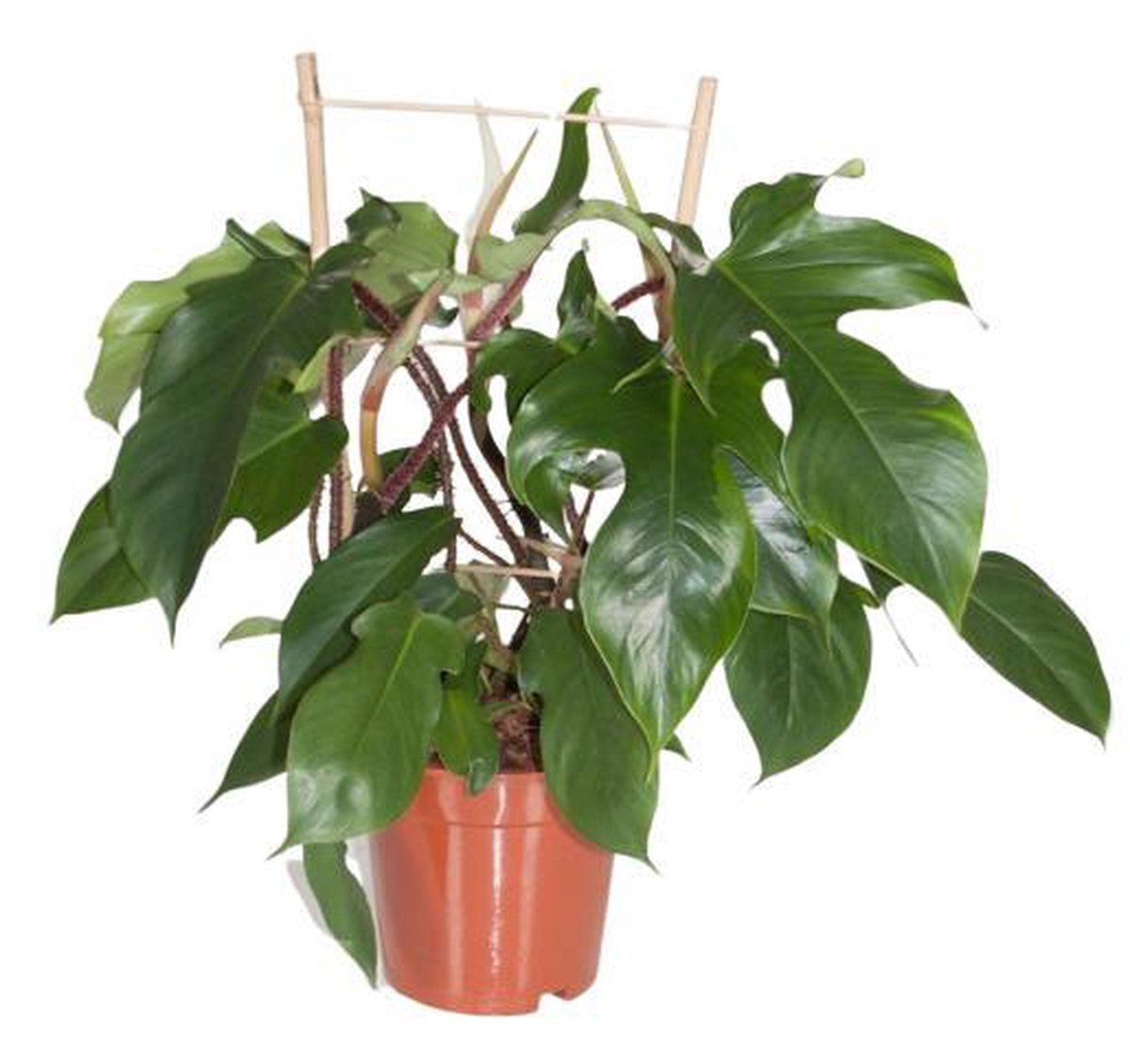 philodendron ruby vs red emerald Philodendron 'Red Emerald' 6"  Urban Sprouts