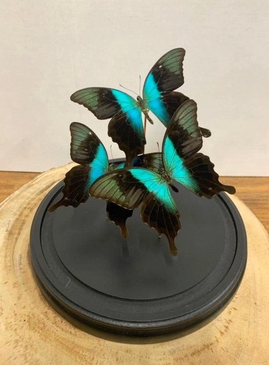 Opgezette Vlinders in Stolp - Vlinder In Glazen Stolp - Vlinderstolp Glas - Blauw - 23 cm