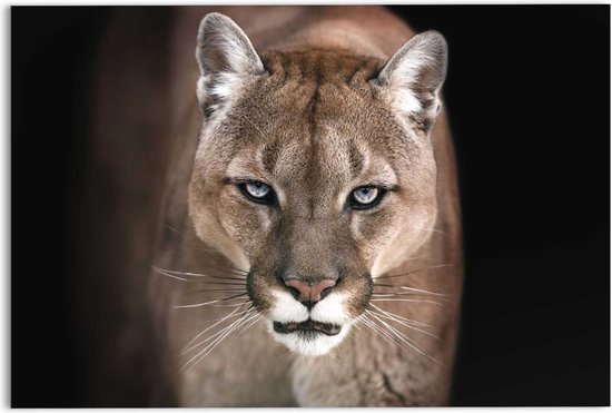 Glasschilderij Cougar - close-up 78x116 cm