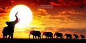 Schilderij - Kudde olifanten bij zonsondergang , Oranje geel bruin , 2 maten , Wanddecoratie