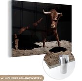 MuchoWow® Glasschilderij 30x20 cm - Schilderij acrylglas - Een bruine stier tegen een zwarte achtergrond - Foto op glas - Schilderijen