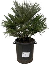 Vulcano dwergpalm, winterharde palm van ongeveer 110 cm hoog