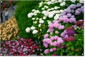 Tuinposter - Tuindoek - Tuinposters buiten - Levendige hortensia bloemen - 120x80 cm - Tuin