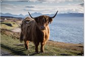 Muurdecoratie Schotse hooglander - Licht - Water - 180x120 cm - Tuinposter - Tuindoek - Buitenposter