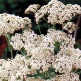 6 x Achillea Millefolium 'Schneetaler' - Duizendblad Pot 9x9 cm - Witte Bloemschermen