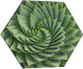 WallClassics - Dibond Hexagon - Spiraalvormige Cactus - 60x52.2 cm Foto op Hexagon (Met Ophangsysteem)