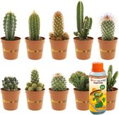 Desertworld Mini Cacti Mix - 10 pièces - Ø 6 cm - Hauteur 8-15 cm + Bouteille 250ml Special Growers Cactus Alimentation