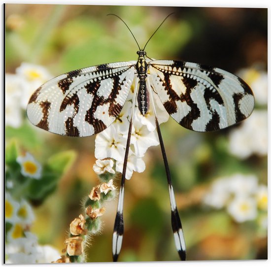 WallClassics - Dibond - Zwart/Witte Vlinder op Witte Bloemen - 50x50 cm Foto op Aluminium (Wanddecoratie van metaal)