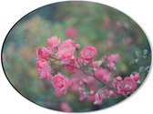 WallClassics - Dibond Ovaal - Roze Bloementakje - 40x30 cm Foto op Ovaal (Met Ophangsysteem)