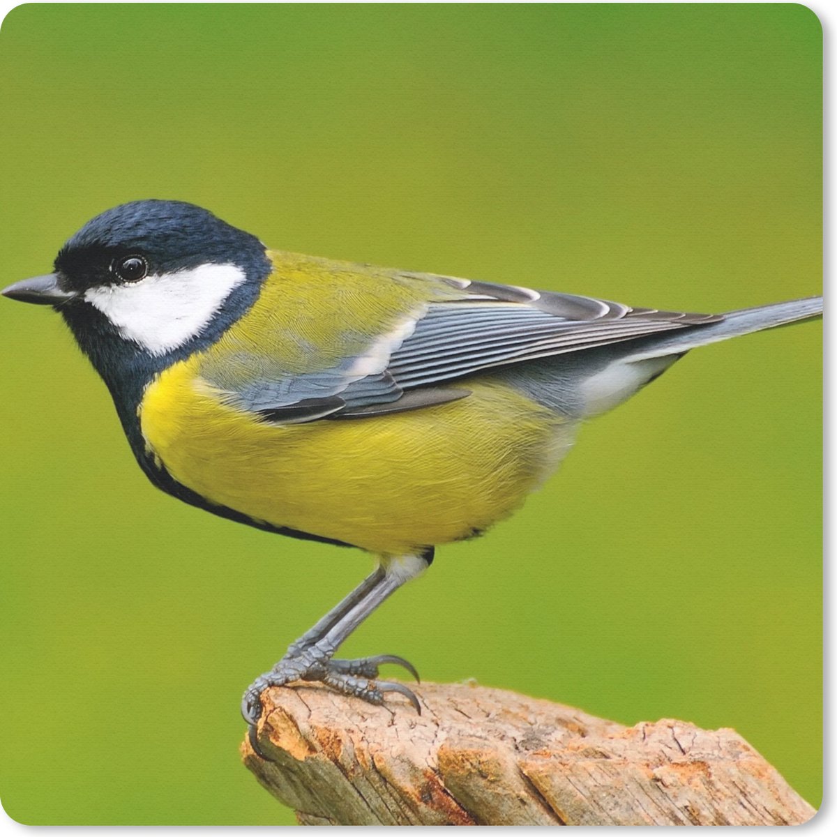 Muismat 30x30 cm - Mousepad Vogel - Koolmees - Dieren - Groen - Muismatten