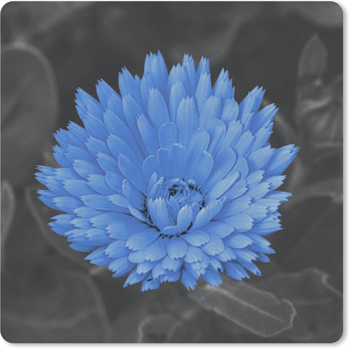 Muismat 20x20 cm - Mousepad Bloemen - Zwart - Wit - Blauw - Muismatten