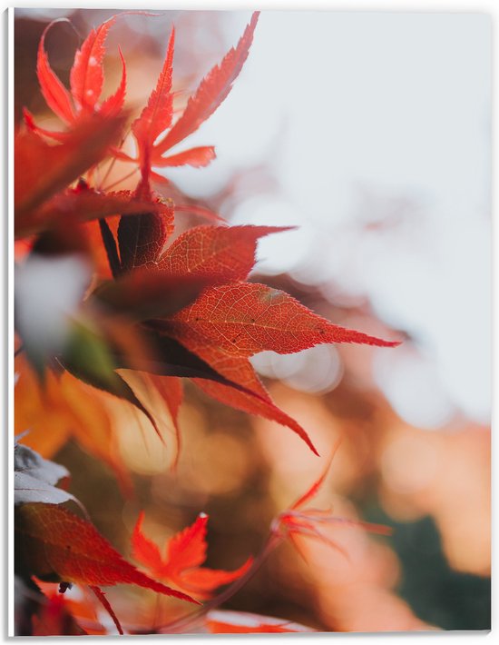 WallClassics - PVC Schuimplaat - Close up van Rode Herfstbladeren - 30x40 cm Foto op PVC Schuimplaat (Met Ophangsysteem)
