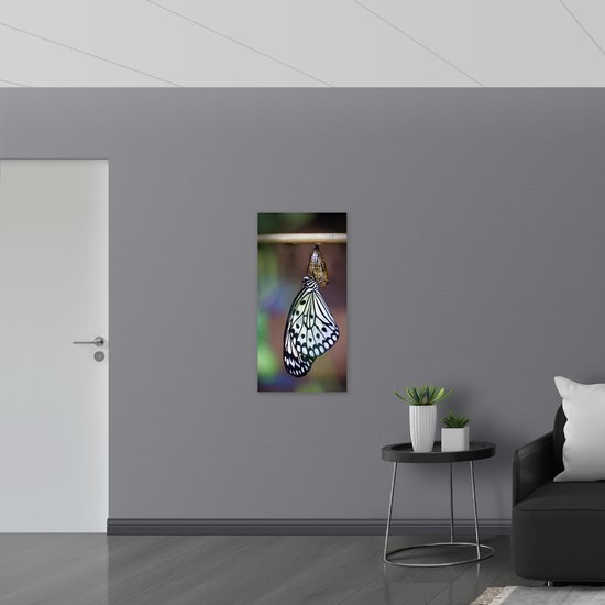 WallClassics - Muursticker - Papillon Zwart et Witte sortant de son cocon - Photo 50x100 cm sur Muursticker
