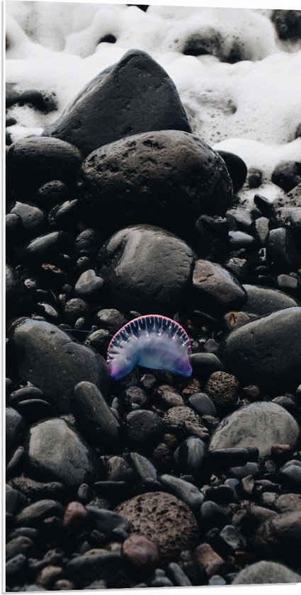 WallClassics - Panneau en mousse PVC - Méduse entre pierres - 50x100 cm Photo sur panneau en mousse PVC (avec système de suspension)