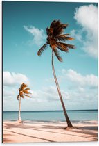 WallClassics - Dibond - Grote en Kleine Palmboom aan het Water - 40x60 cm Foto op Aluminium (Met Ophangsysteem)