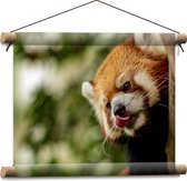 WallClassics - Textielposter - Kleine Rode Panda heeft Honger - 40x30 cm Foto op Textiel